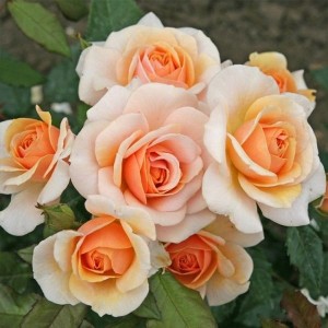 SWEET HONEY (floribunda)